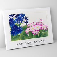 Tanigami Konan - Vintage cineraria flower