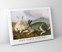 
              John James Audubon - Arctic Hare (ca. 1841)
            