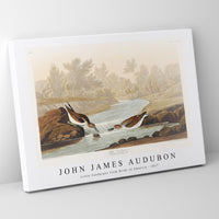 John James Audubon - Little Sandpiper from Birds of America (1827)