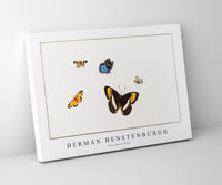 
              Herman Henstenburgh - Five butterflies
            