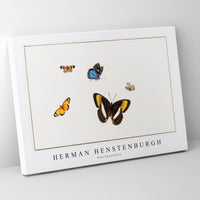 Herman Henstenburgh - Five butterflies