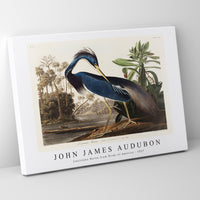 John James Audubon - Louisiana Heron from Birds of America (1827)