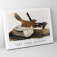 John James Audubon - Towhee Bunting (1812)