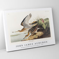 John James Audubon - Bartram Sandpiper from Birds of America (1827)