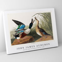 John James Audubon - Shoveller Duck from Birds of America (1827)