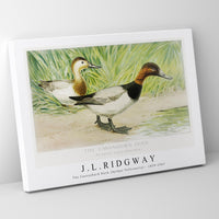 J L Ridgway - The Canvasback Duck (Aythya Vallisneria) 1859-1947