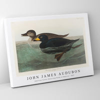 John James Audubon - American Scoter Duck from Birds of America (1827)