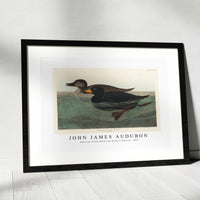 John James Audubon - American Scoter Duck from Birds of America (1827)