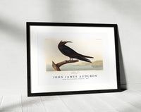 
              John James Audubon - Noddy Tern from Birds of America (1827)
            