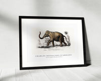 
              Charles Dessalines D'Orbigny - Asiatic elephant (Elephas maximus)
            