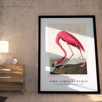 John James Audubon - Pink Flamingo from Birds of America (1827)