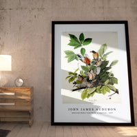John James Audubon - American Robin from Birds of America (1827)