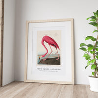 John James Audubon - Pink Flamingo from Birds of America (1827)