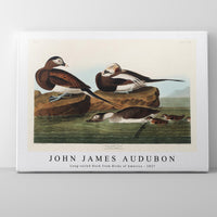 John James Audubon - Long-tailed Duck from Birds of America (1827)