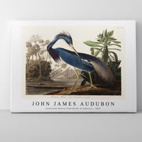 John James Audubon - Louisiana Heron from Birds of America (1827)