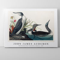 John James Audubon - Red-Throated Diver from Birds of America (1827)