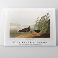 John James Audubon - Least Water-hen from Birds of America (1827)