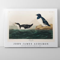 John James Audubon - Little Auk from Birds of America (1827)