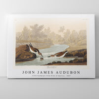 John James Audubon - Little Sandpiper from Birds of America (1827)