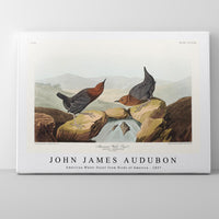 John James Audubon - American Water Ouzel from Birds of America (1827)