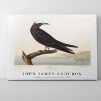 John James Audubon - Noddy Tern from Birds of America (1827)