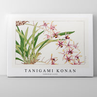 Tanigami Konan - Cymbidium orchid