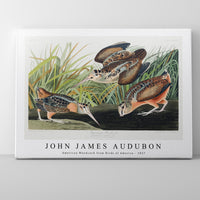 John James Audubon - American Woodcock from Birds of America (1827)