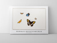 
              Herman Henstenburgh - Five butterflies
            