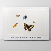 Herman Henstenburgh - Five butterflies