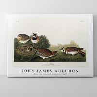 John James Audubon - Shore Lark from Birds of America (1827)