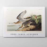 John James Audubon - Bartram Sandpiper from Birds of America (1827)