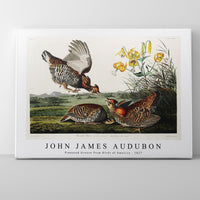 John James Audubon - Pinnated Grouse from Birds of America (1827)