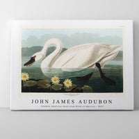 John James Audubon-Common American Swan from Birds of America (1827)