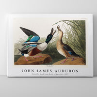 John James Audubon - Shoveller Duck from Birds of America (1827)