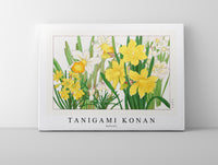 
              Tanigami Konan - Daffodil
            