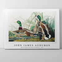 John James Audubon - Mallard Duck from Birds of America (1827)