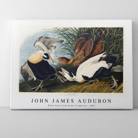 John James Audubon - Eider Duck from Birds of America (1827)