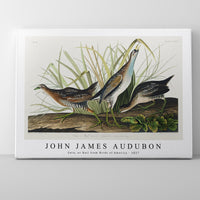 John James Audubon - Sora; or Rail from Birds of America (1827)