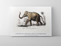 
              Charles Dessalines D'Orbigny - Asiatic elephant (Elephas maximus)
            