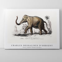 Charles Dessalines D'Orbigny - Asiatic elephant (Elephas maximus)