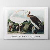 John James Audubon - White Ibis from Birds of America (1827)