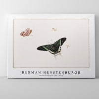 Herman Hensenburgh - Three butterflies and a wasp