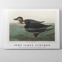 John James Audubon - American Scoter Duck from Birds of America (1827)