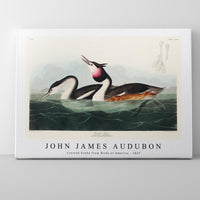 John James Audubon - Crested Grebe from Birds of America (1827)