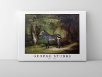 
              George Stubbs - Zebra 1763
            