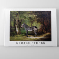 George Stubbs - Zebra 1763