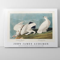 John James Audubon - American Ptarmigan and White-tailed Grous from Birds of America (1827)