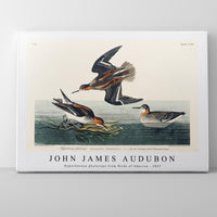 John James Audubon - Hyperborean phalarope from Birds of America (1827)