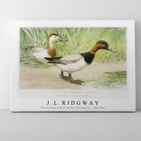 J L Ridgway - The Canvasback Duck (Aythya Vallisneria) 1859-1947