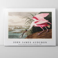 John James Audubon - Roseate Spoonbill from Birds of America (1827)